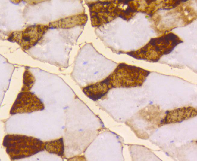 Myoglobin Rabbit mAb