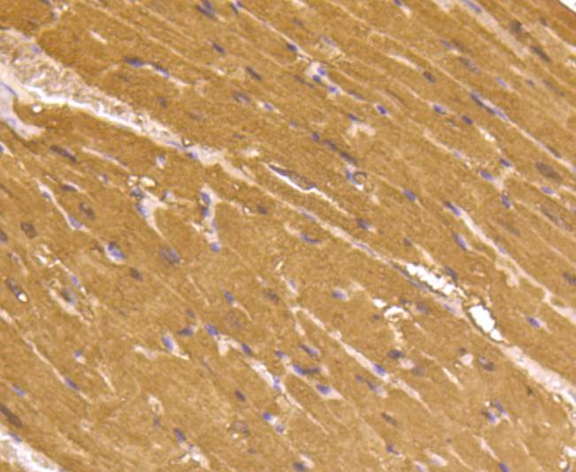 Myoglobin Rabbit mAb