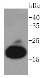 Myoglobin Rabbit mAb