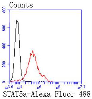 STAT5a Rabbit mAb