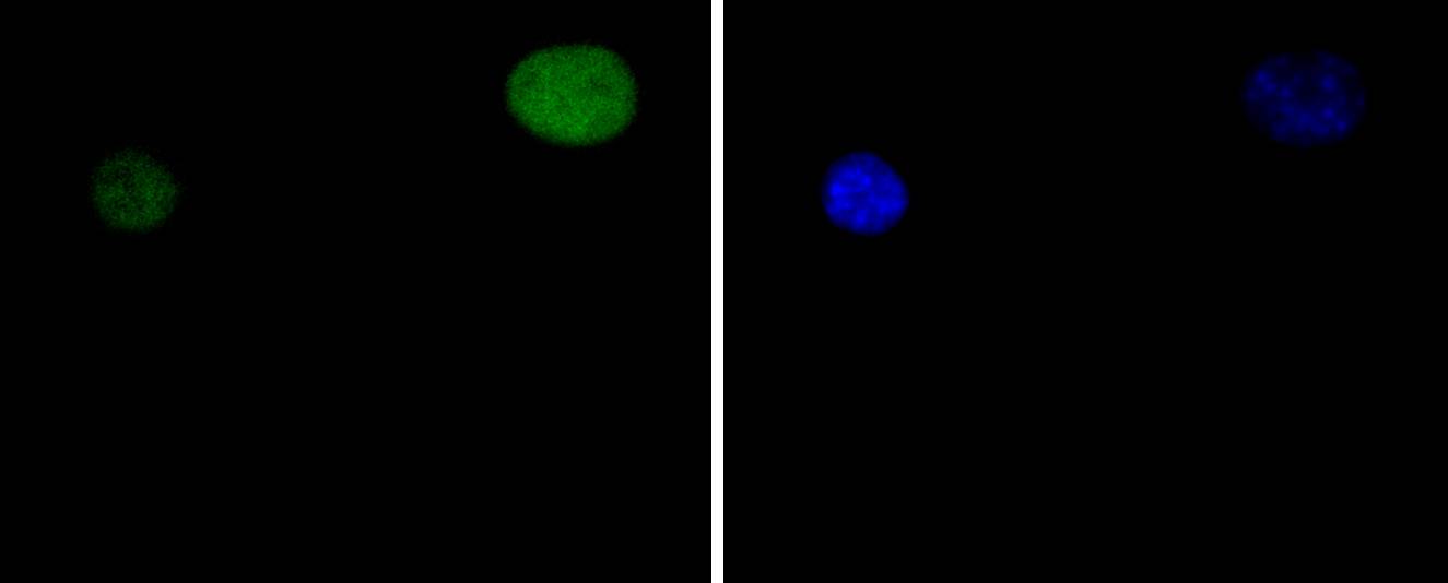 STAT5a Rabbit mAb