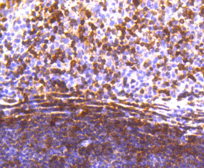 STAT5a Rabbit mAb