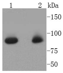 STAT5a Rabbit mAb