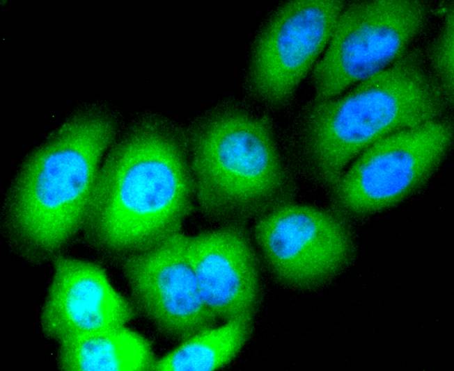 CD13 Rabbit mAb