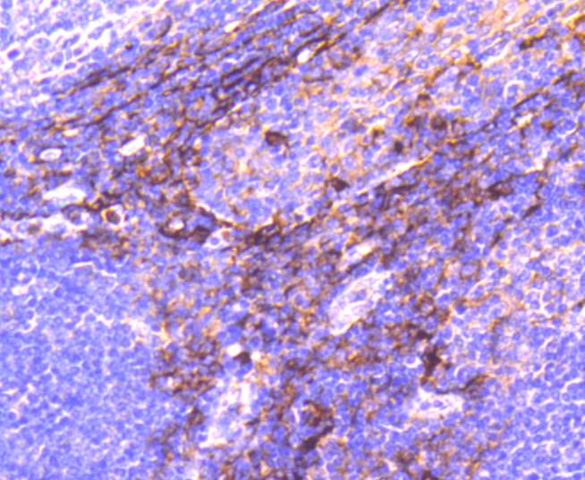 CD13 Rabbit mAb