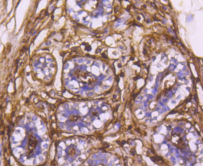 CD13 Rabbit mAb