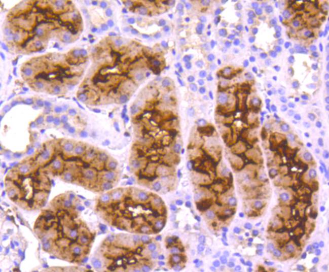 CD13 Rabbit mAb