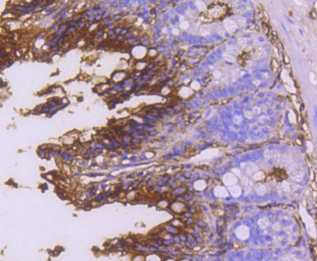 CD13 Rabbit mAb