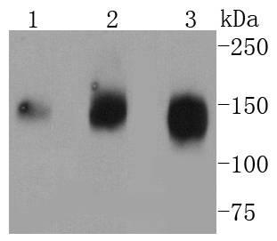 CD13 Rabbit mAb