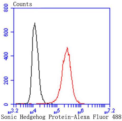 Sonic Hedgehog Protein/SHH(C-Product) Rabbit mAb