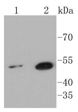 Sonic Hedgehog Protein/SHH(C-Product) Rabbit mAb