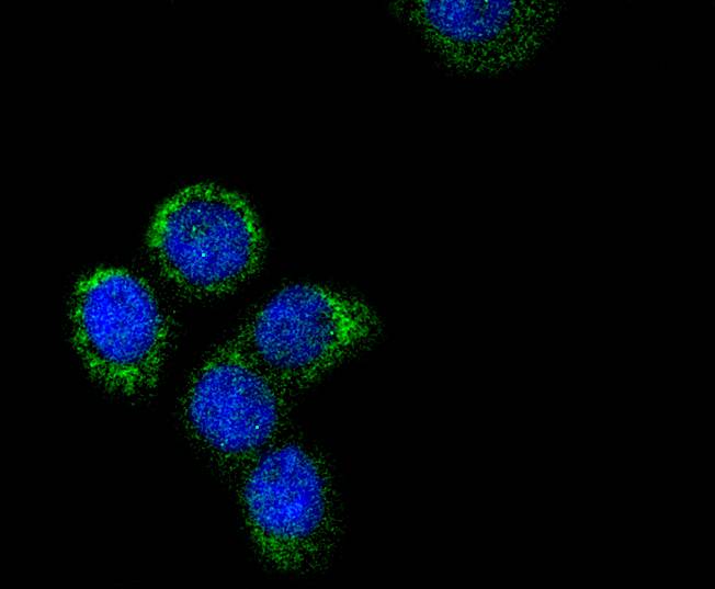 Cytochrome C Rabbit mAb