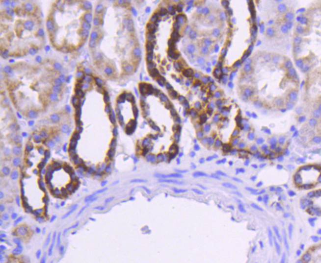 Cytochrome C Rabbit mAb