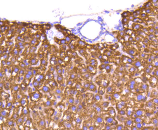 Cytochrome C Rabbit mAb