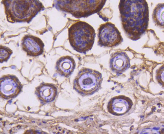 Cytochrome C Rabbit mAb