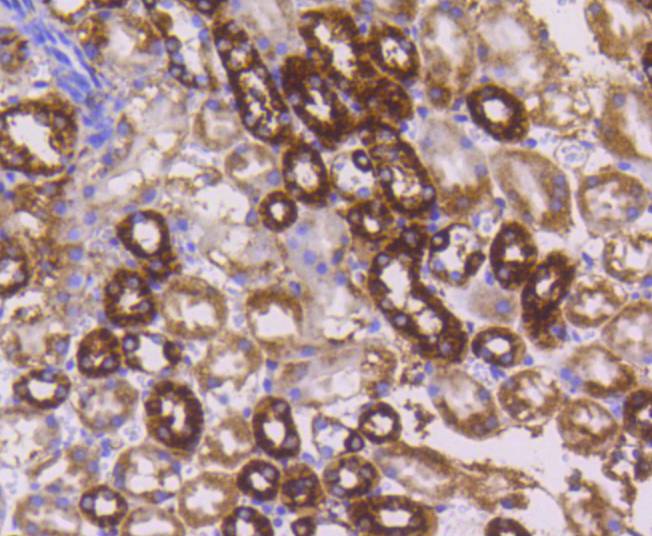 Cytochrome C Rabbit mAb