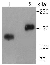 CD21 Rabbit mAb