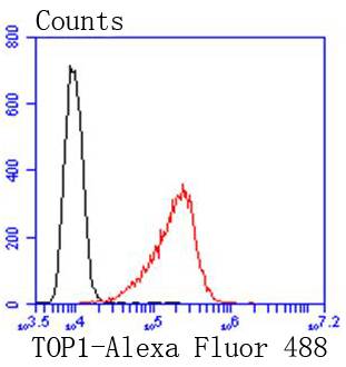 Topoisomerase I Rabbit mAb