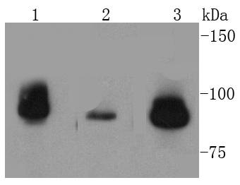 Topoisomerase I Rabbit mAb