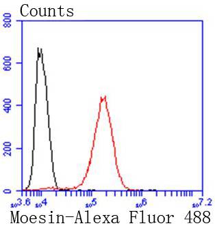 Moesin Rabbit mAb