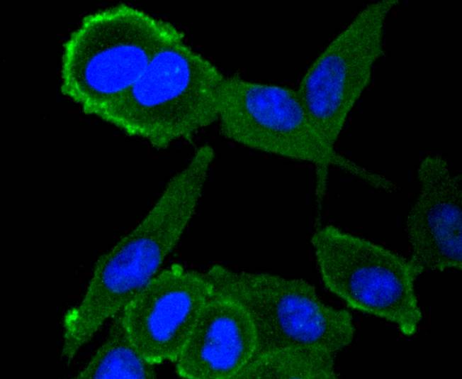 Moesin Rabbit mAb