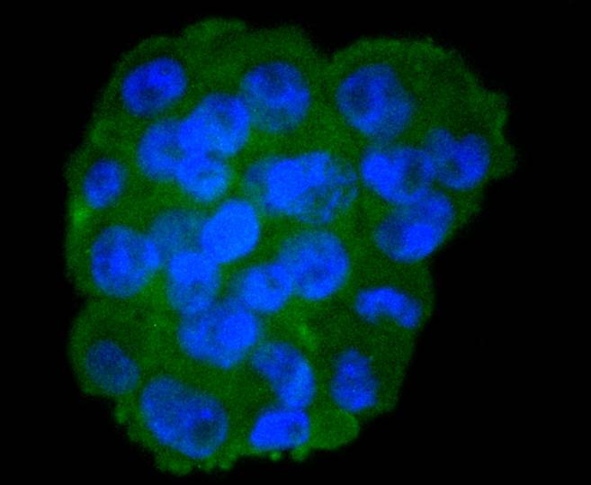 Moesin Rabbit mAb