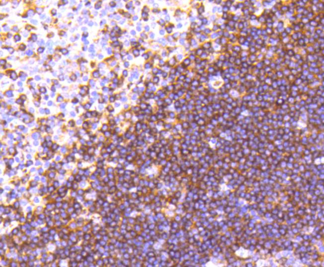 Moesin Rabbit mAb