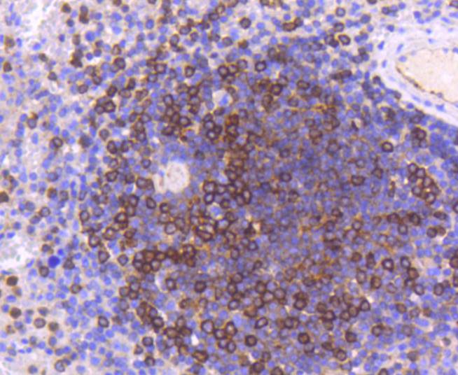 Moesin Rabbit mAb