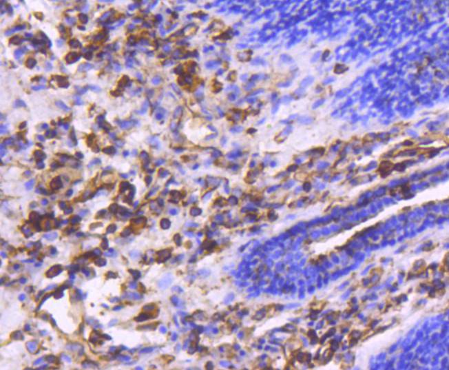 Moesin Rabbit mAb