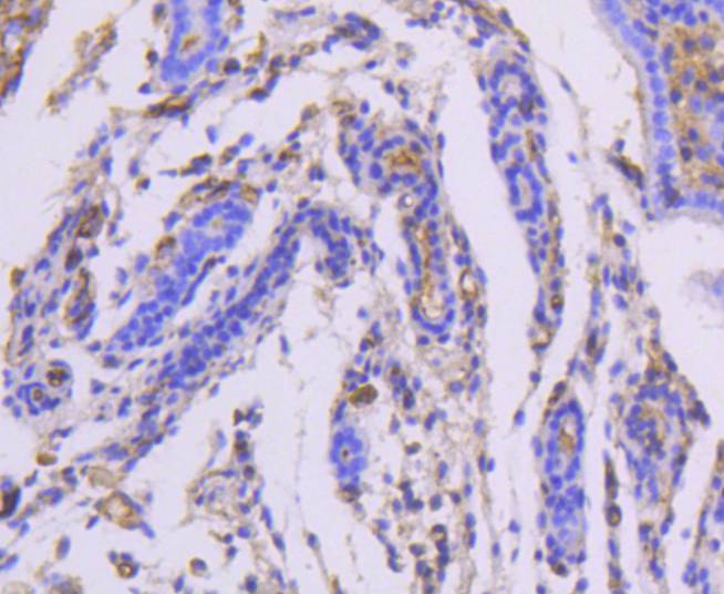 Moesin Rabbit mAb