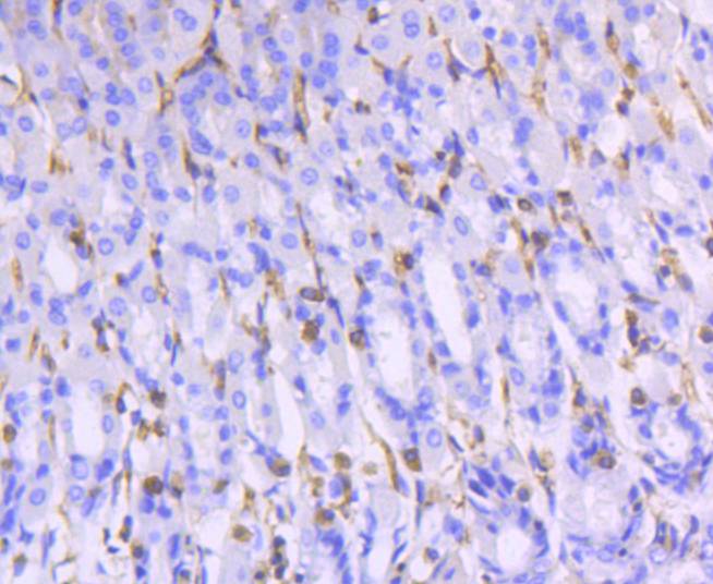 Moesin Rabbit mAb