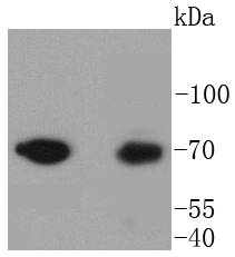 Moesin Rabbit mAb