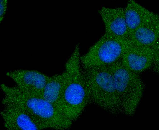 HLA-DR Rabbit mAb