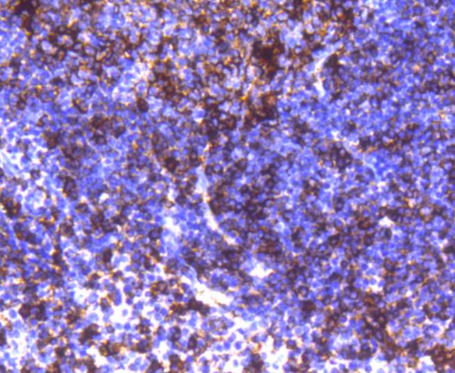 HLA-DR Rabbit mAb