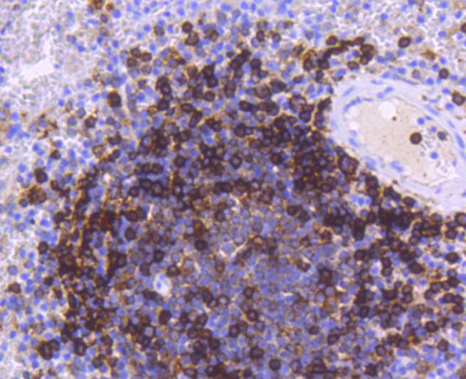 HLA-DR Rabbit mAb