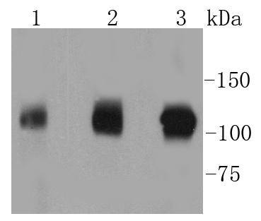 GART Rabbit mAb