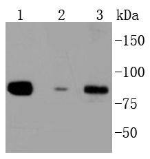 Daxx Rabbit mAb