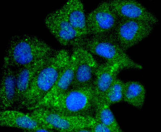 ATG9A Rabbit mAb