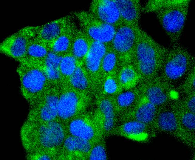 ATG9A Rabbit mAb