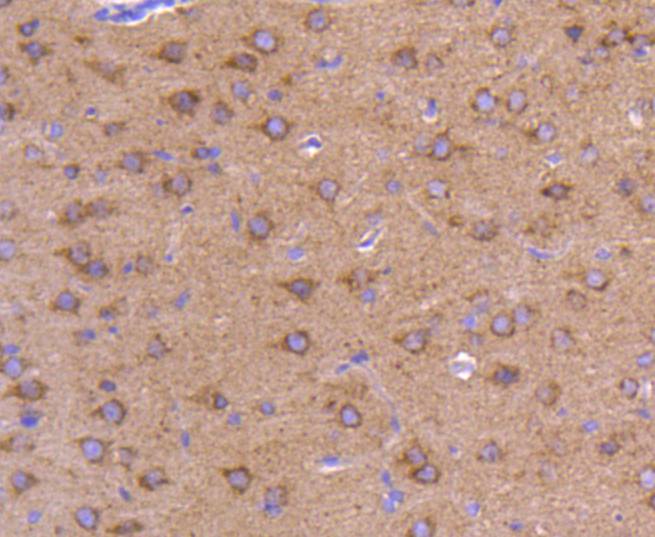 ATG9A Rabbit mAb