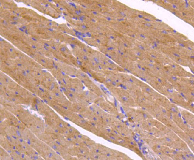 ATG9A Rabbit mAb