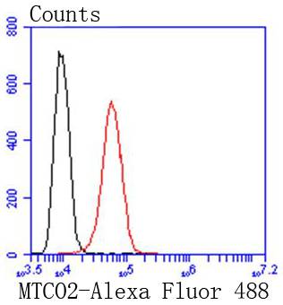 MTCO2 Rabbit mAb