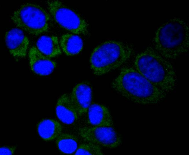 MTCO2 Rabbit mAb