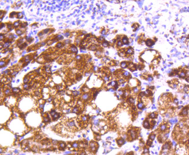 MTCO2 Rabbit mAb