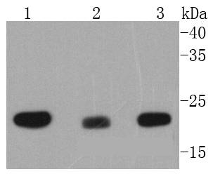 MTCO2 Rabbit mAb