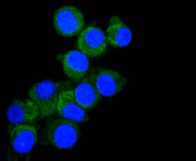 DIABLO Rabbit mAb