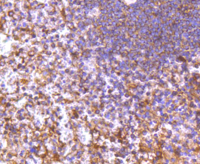 DIABLO Rabbit mAb