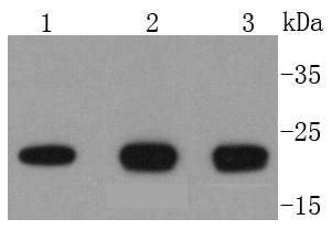 DIABLO Rabbit mAb