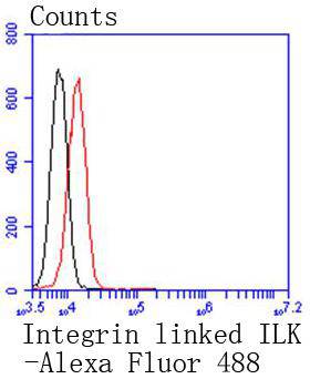 Integrin linked ILK Rabbit mAb