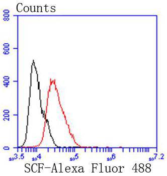 SCF Rabbit mAb